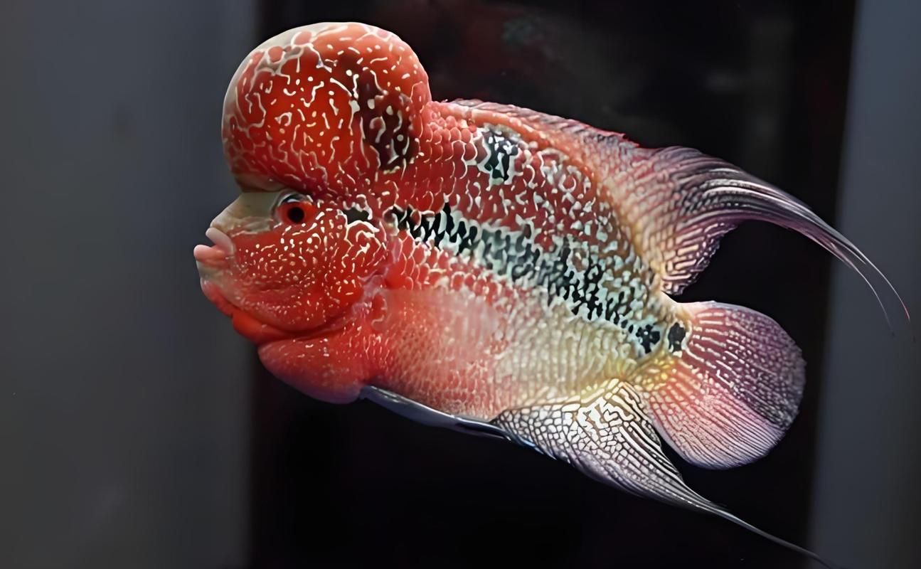 罗汉鱼不起头还有必要养吗_养罗汉鱼看头部,不起头也可爱,养出好心情 罗汉鱼不起头还有必要养吗_养罗汉鱼看头部,不起头也可爱,养出好心情