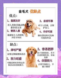 金毛看年龄图解_金毛犬年龄判断小窍门
