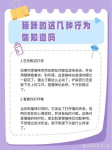 为什么猫咪出去玩总是要主人陪_猫咪总跟着主人？信任依恋的亲密表现