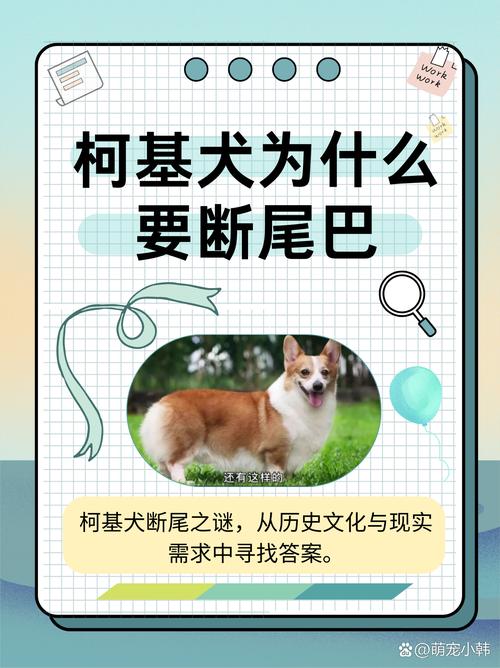 柯基为啥要断尾_历史审美与健康的争议 柯基为啥要断尾_历史审美与健康的争议