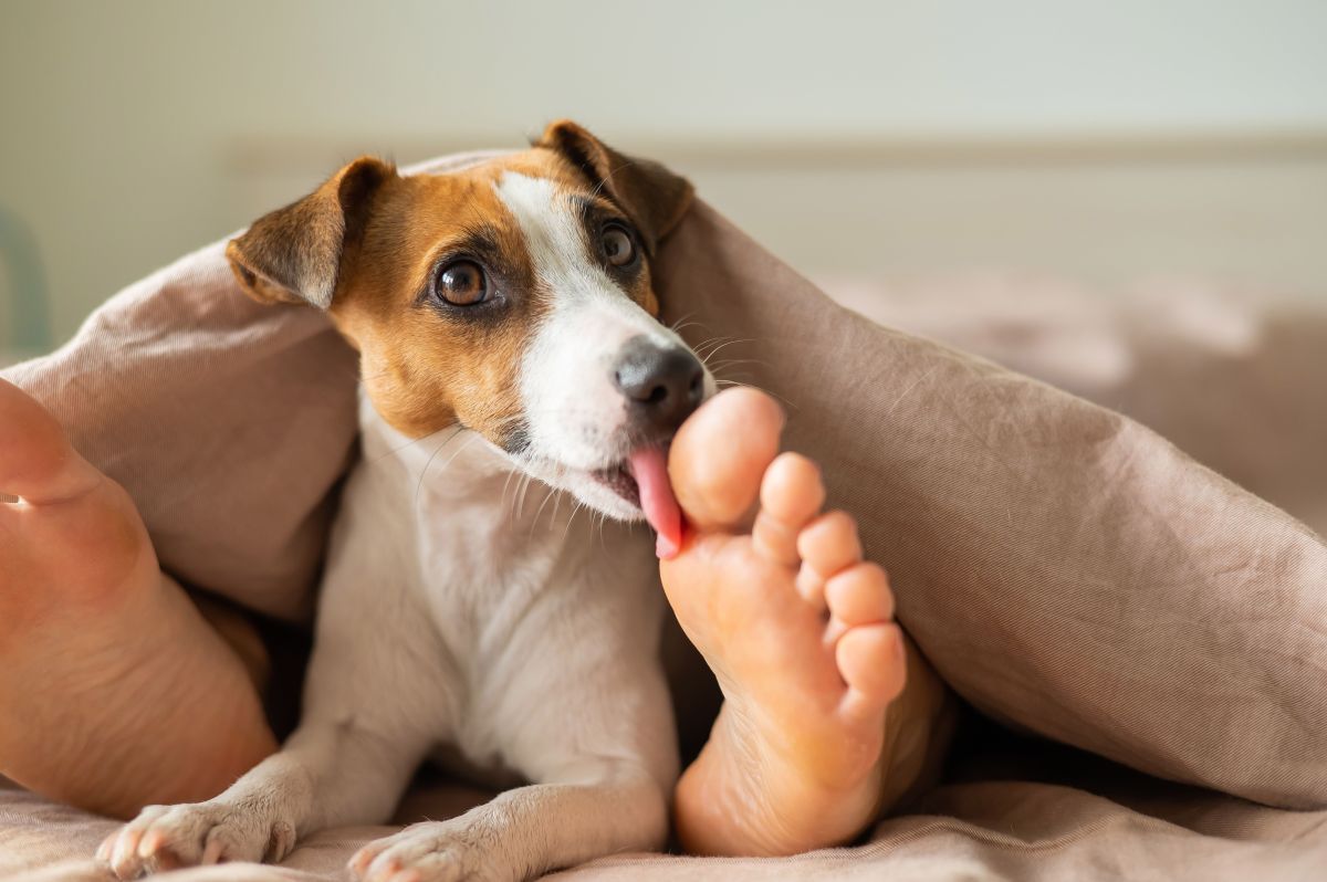 狗子喜欢咬自己的手脚_狗狗咬手脚怎么办? 狗子喜欢咬自己的手脚_狗狗咬手脚怎么办?