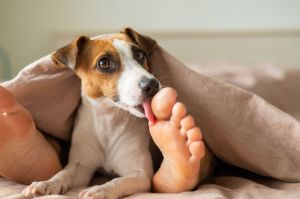 狗子喜欢咬自己的手脚_狗狗咬手脚怎么办？