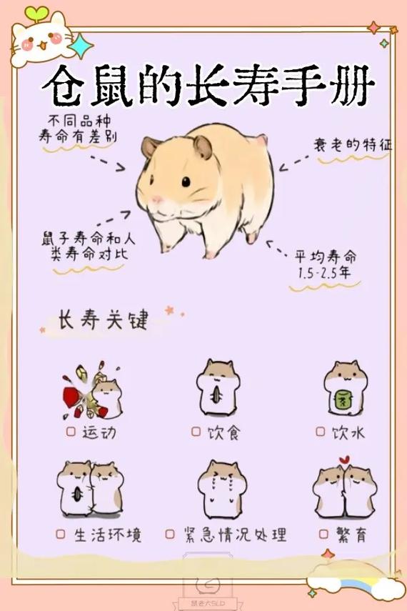 宠物鼠寿命排行_养仓鼠看品种环境,健康长寿靠细心 宠物鼠寿命排行_养仓鼠看品种环境,健康长寿靠细心