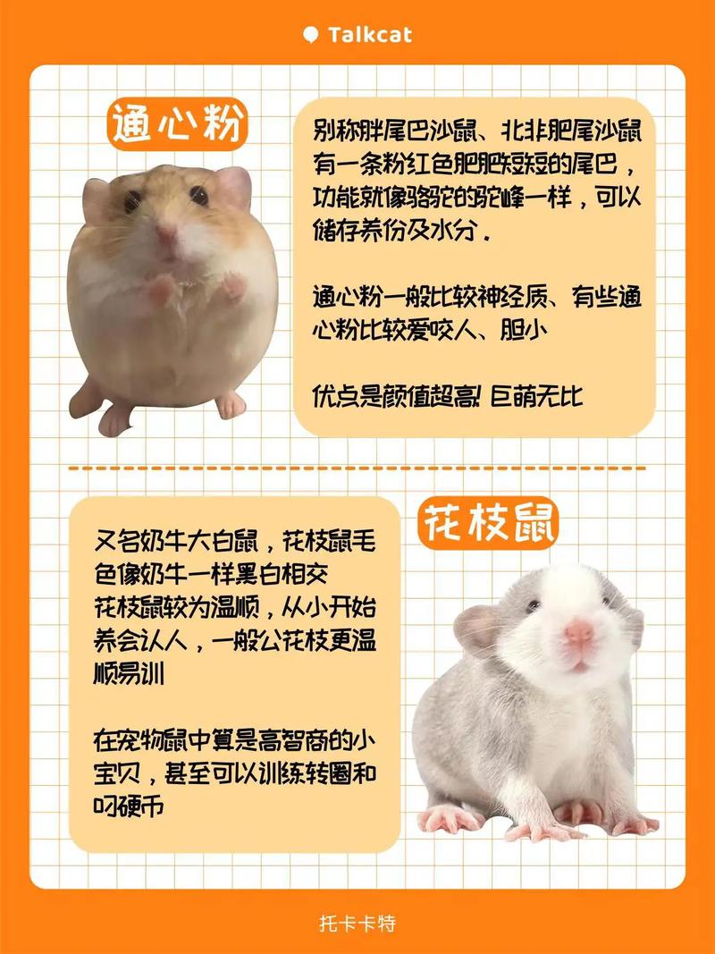 宠物鼠智商排名_仓鼠智商高易训练,互动益智,宠物鼠排名有争议 宠物鼠智商排名_仓鼠智商高易训练,互动益智,宠物鼠排名有争议