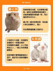 宠物鼠智商排名_仓鼠智商高易训练，互动益智，宠物鼠排名有争议
