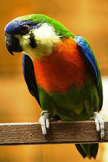 蓝顶橙胸无花果鹦鹉介绍 蓝顶橙胸无花果鹦鹉介绍