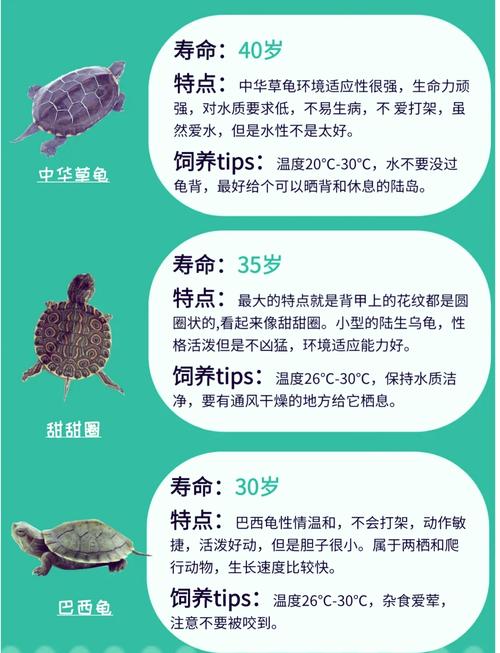 十大最好养的宠物龟_养龟吉祥长寿,推荐10种易养宠物龟! 十大最好养的宠物龟_养龟吉祥长寿,推荐10种易养宠物龟!