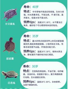 十大最好养的宠物龟_养龟吉祥长寿，推荐10种易养宠物龟！