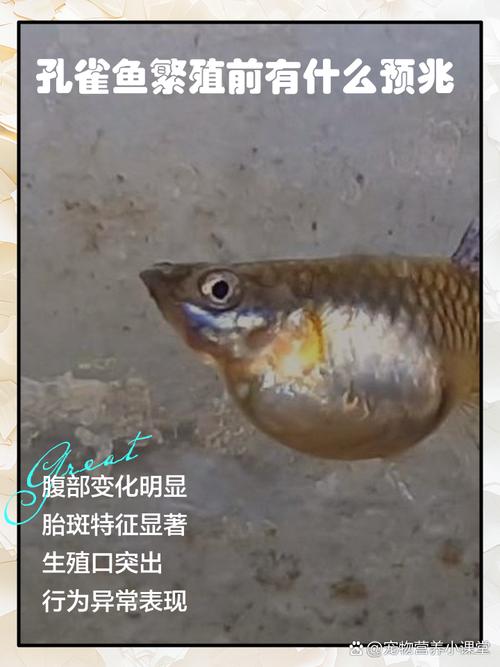 孔雀鱼繁殖的前兆图_孔雀鱼临产信号及繁殖注意事项 孔雀鱼繁殖的前兆图_孔雀鱼临产信号及繁殖注意事项