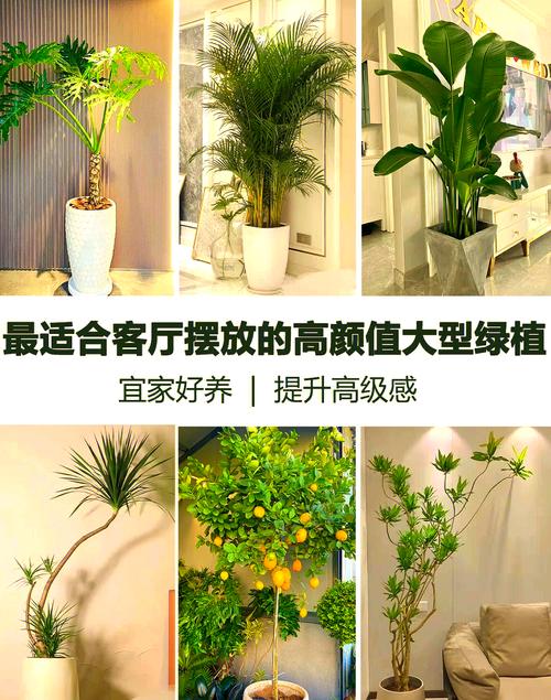 客厅种什么绿植好看又好养_美观易养寓意好 客厅种什么绿植好看又好养_美观易养寓意好