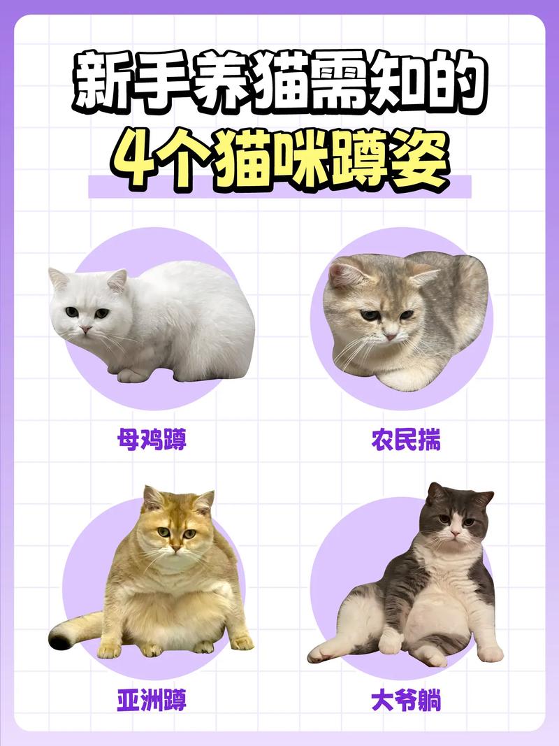 6种方法训练幼猫_信任奖励耐心是关键 6种方法训练幼猫_信任奖励耐心是关键