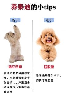 养泰迪小狗对人身体好吗_健康快乐添活力