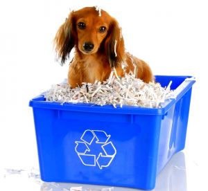 狗狗为什么会翻垃圾桶_狗狗翻垃圾桶原因及解决方法