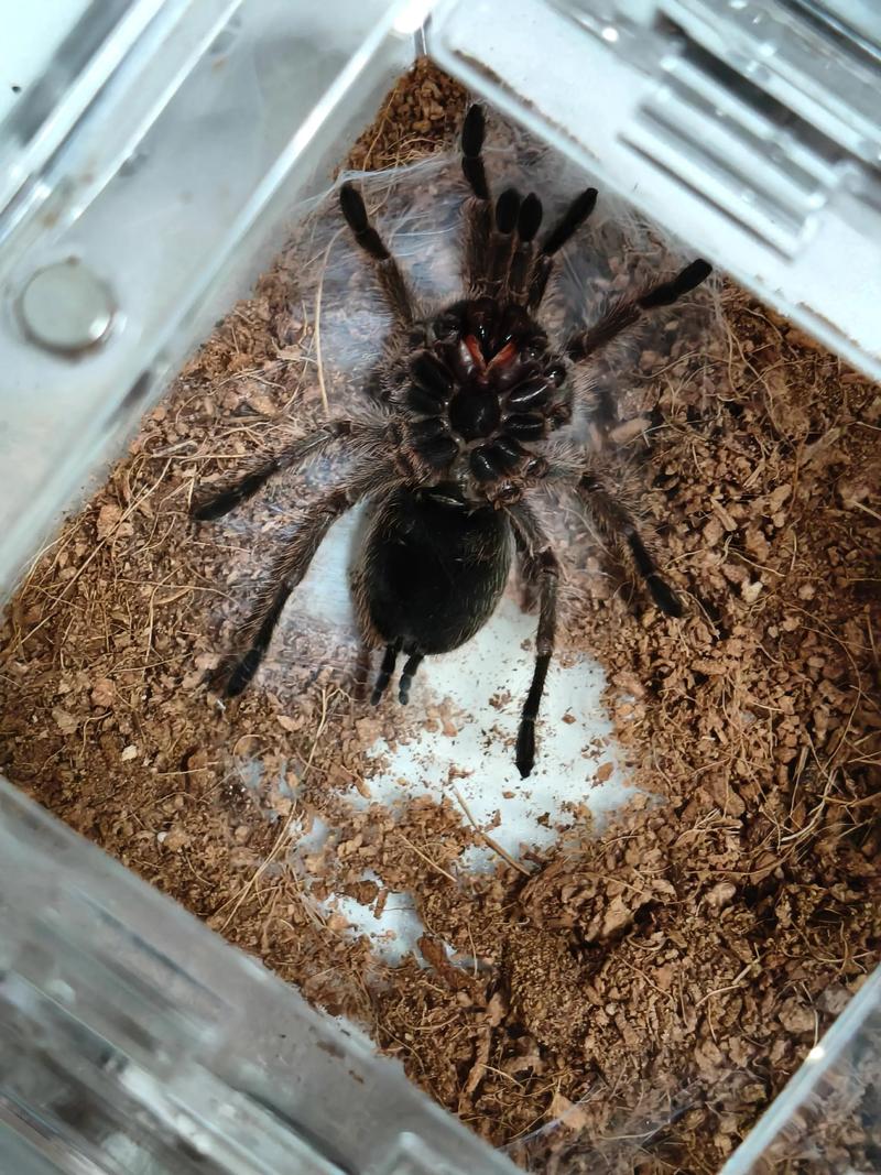 智利火玫瑰蜘蛛怎么养_温湿椰土,食物多样,性格温顺 智利火玫瑰蜘蛛怎么养_温湿椰土,食物多样,性格温顺