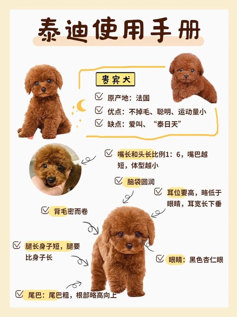 1-3个月泰迪犬怎么训练大小便_泰迪3个月定点大小便训练关键 1-3个月泰迪犬怎么训练大小便_泰迪3个月定点大小便训练关键