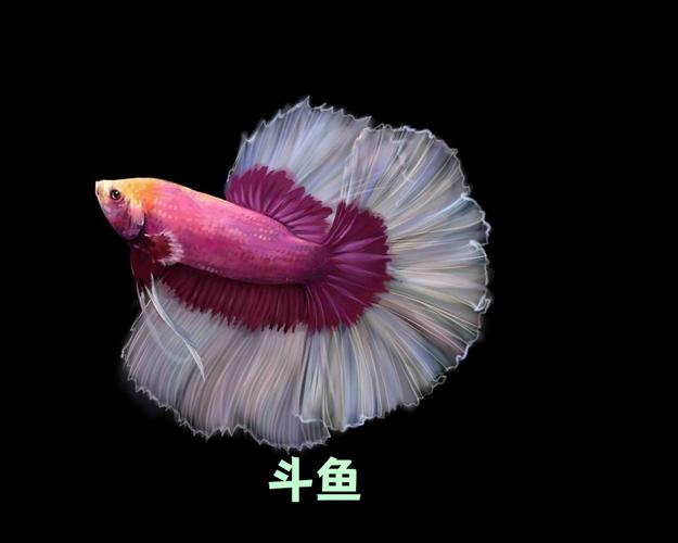 最漂亮的小型观赏鱼_几种易养活又好看的鱼 最漂亮的小型观赏鱼_几种易养活又好看的鱼