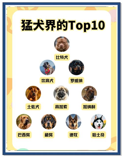 世界十大猛犬排名_力量与守护的复杂性