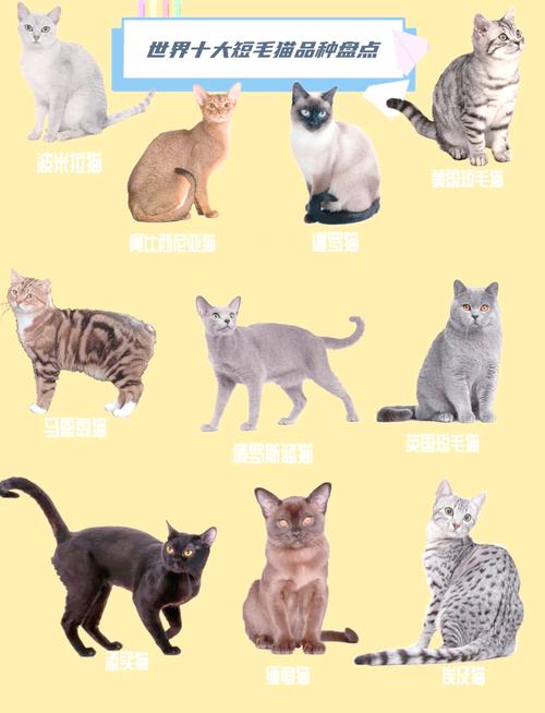 猫有多少品种图片大全_猫咪品种特点大,你家猫咪的独特魅力! 猫有多少品种图片大全_猫咪品种特点大,你家猫咪的独特魅力!