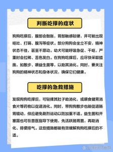 小狗吃撑了一般几个小时会死_警惕小狗吃撑危险，科学喂养保健康！