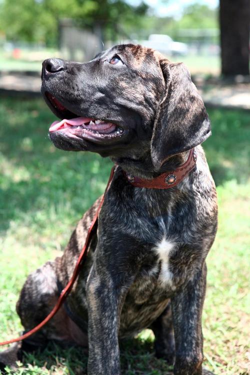 十大最好养最干净大型犬_大型犬并非都凶猛，温顺品种是优秀家庭伙伴