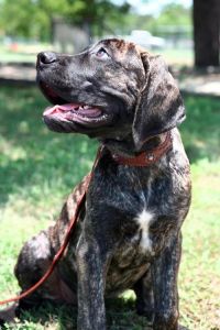 十大最好养最干净大型犬_大型犬并非都凶猛，温顺品种是优秀家庭伙伴