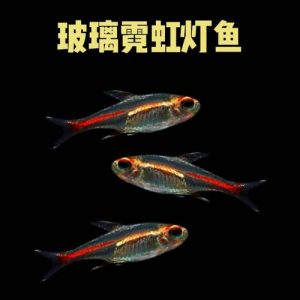 红绿灯鱼寿命一般多长时间_红绿灯鱼寿命1-3年，好环境长命