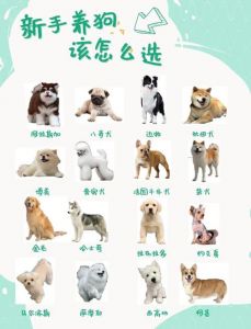 怎样让小狗快速认主人_狗狗靠闻声看认主人，多相处感情深