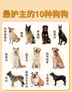 家庭养什么狗最干净看门_选狗狗看家型？金毛拉布拉多推荐！