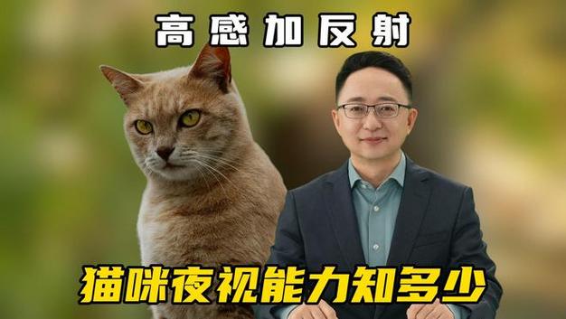 猫的夜视能力大约是人类的几倍_夜猫子视力超强!猫的夜视能力 猫的夜视能力大约是人类的几倍_夜猫子视力超强!猫的夜视能力