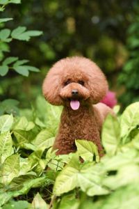 不掉毛，聪明，无异味的狗_比熊泰迪雪纳瑞等 (28字)