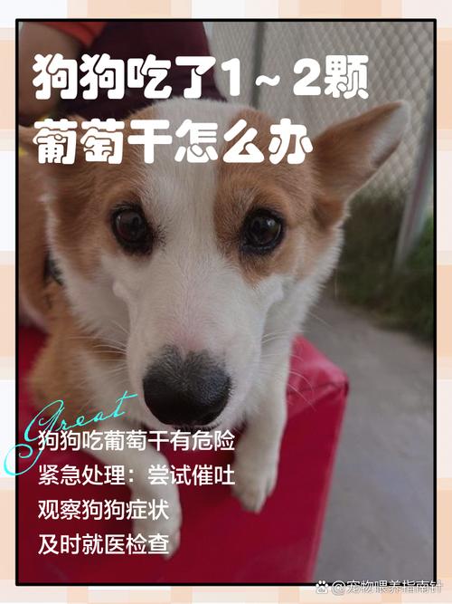 狗狗误食了一粒葡萄干_狗狗误食葡萄干会中毒，主人速查！
