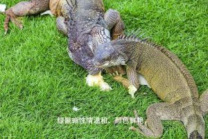 绿鬣蜥有毒吗会不会咬人_绿鬣蜥温和怕惊吓，饲养需知
