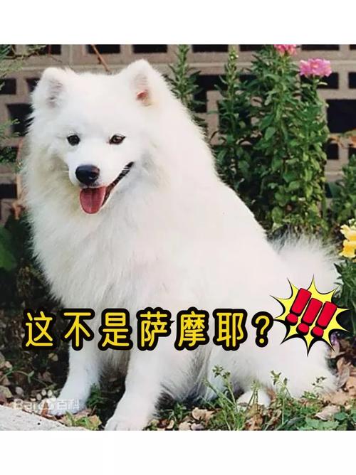 爱斯基摩犬适应力怎么样_极地雪橇犬，家庭好伙伴
