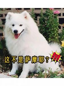 爱斯基摩犬适应力怎么样_极地雪橇犬，家庭好伙伴
