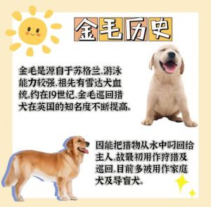 金毛生长周期图解_3个月猛增期，6个月后增肌期