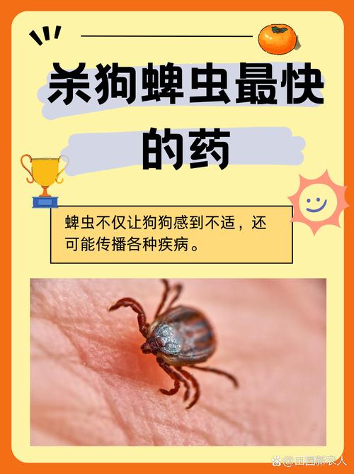 狗身上的蜱虫对人有害吗_蜱虫叮咬危害大,宠物防虫家人安 狗身上的蜱虫对人有害吗_蜱虫叮咬危害大,宠物防虫家人安