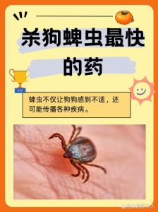 狗身上的蜱虫对人有害吗_蜱虫叮咬危害大，宠物防虫家人安
