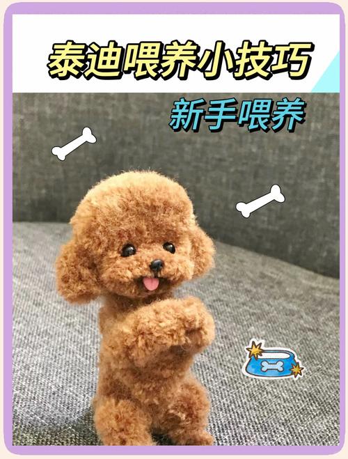 四个月泰迪怎么训练_泰迪四个月最佳训练期,学指令如坐握手,定点大小便,社会化! 四个月泰迪怎么训练_泰迪四个月最佳训练期,学指令如坐握手,定点大小便,社会化!