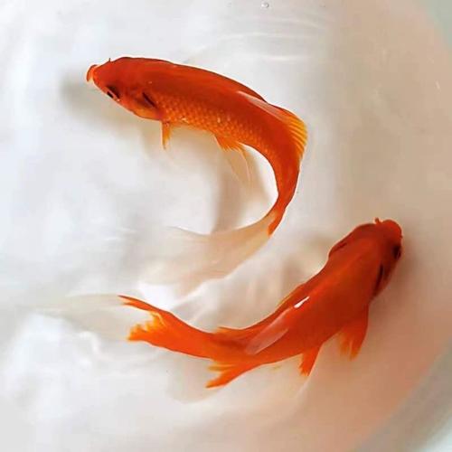 十大最耐寒小型淡水观赏鱼_选耐寒观赏鱼,省心好养,小鱼缸也能养 十大最耐寒小型淡水观赏鱼_选耐寒观赏鱼,省心好养,小鱼缸也能养