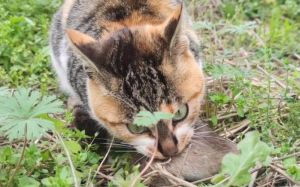 三花猫抓老鼠厉害吗_内蒙古牧民家田园捕手！