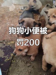 狗狗随地大小便屡教不改_狗狗随地大小便怎么办？简单训练方法