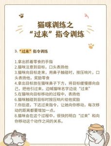 猫要怎么样训练_科学训练养猫，耐心沟通增信任