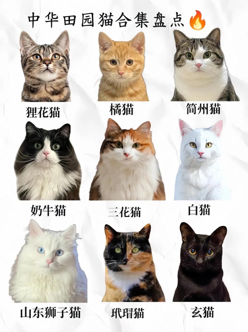猫品种大全100种带图_100种猫咪名字特点,养猫选对品种幸福多! 猫品种大全100种带图_100种猫咪名字特点,养猫选对品种幸福多!
