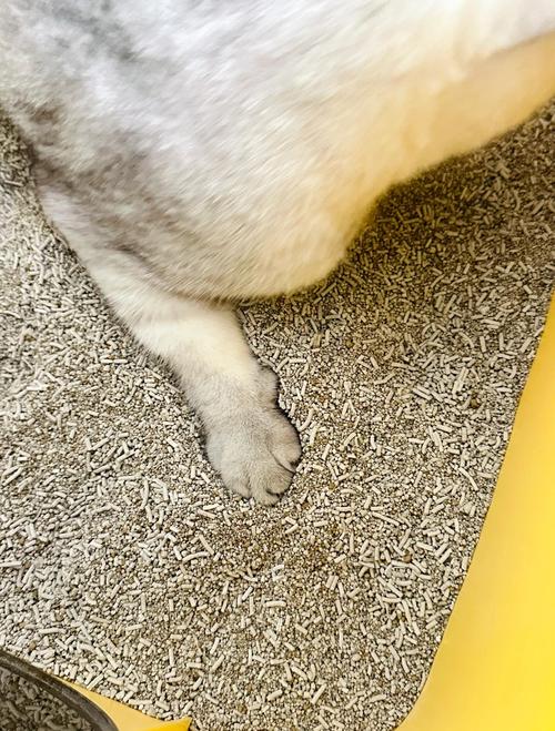 小猫为什么一直刨猫砂_猫咪扒拉猫砂盆?查查原因帮它! 小猫为什么一直刨猫砂_猫咪扒拉猫砂盆?查查原因帮它!