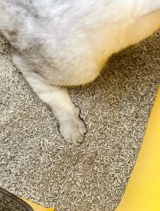 小猫为什么一直刨猫砂_猫咪扒拉猫砂盆？查查原因帮它！