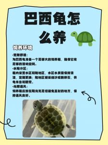 巴西龟一般能活多久_巴西龟寿命长，养好水温和食物最重要！