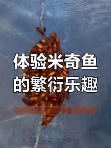 米奇鱼生小鱼前兆多久繁殖一次_米奇鱼快生宝宝了？注意隔离母鱼和幼鱼！