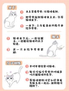 训练小猫的21种方法密码_猫咪社会化与信任建立关键法