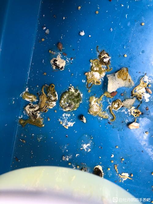 牡丹鹦鹉刀胸图片_牡丹鹦鹉刀胸怎么办?科学调理保健康! 牡丹鹦鹉刀胸图片_牡丹鹦鹉刀胸怎么办?科学调理保健康!