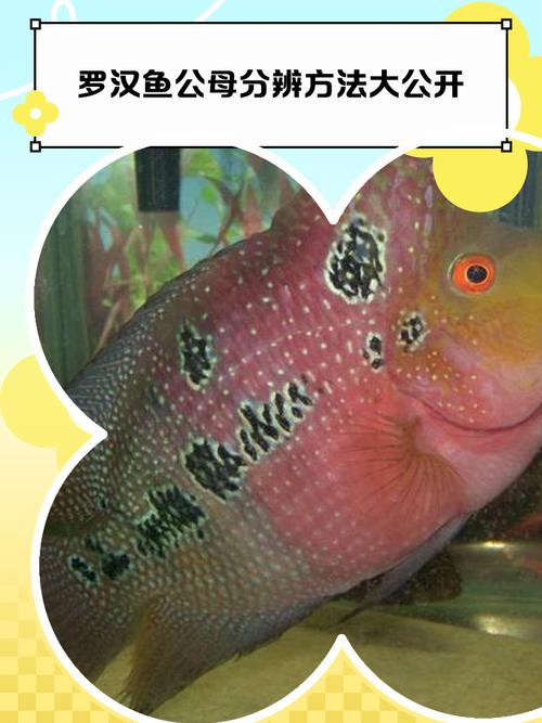 罗汉鱼起头座辨别图_罗汉鱼起头看品种 选好苗养好水